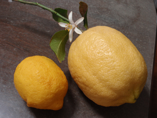 Lemonflower01
