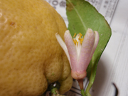 Lemonflower02