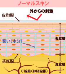 ノーマルスキン